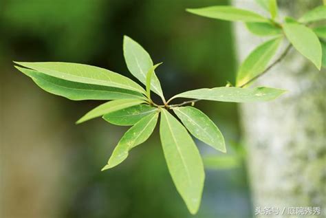 有香味的樹|芳香不是花的專利，這8種樹木也芳香怡人，適合種植